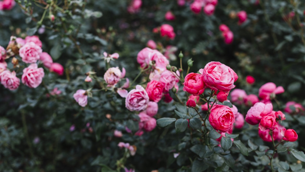Flores de temporada
