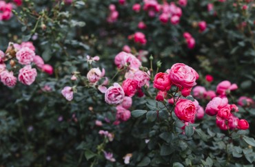 Flores de temporada